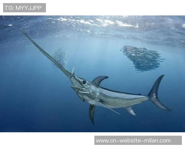 剑鱼与鲨鱼的海洋对决谁才是真正的海洋霸主
